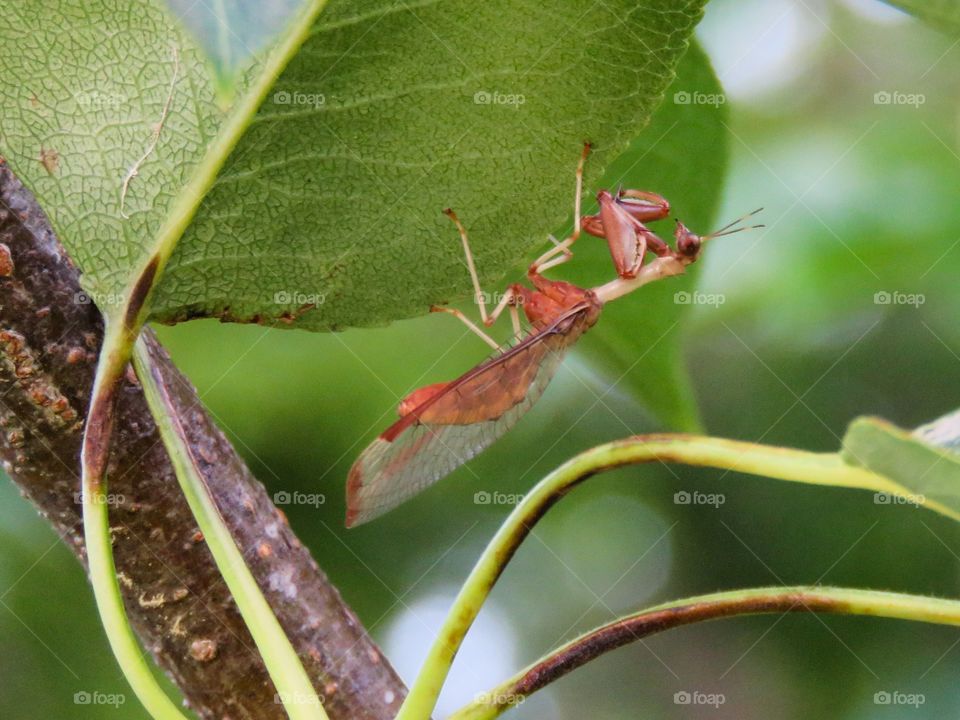 Mantis fly