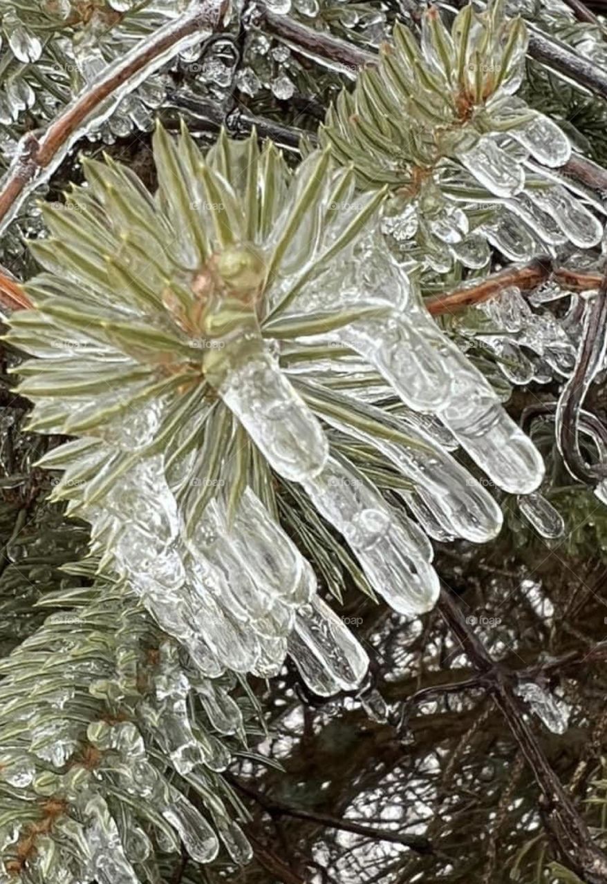Ice hanging from a pine tree branch 