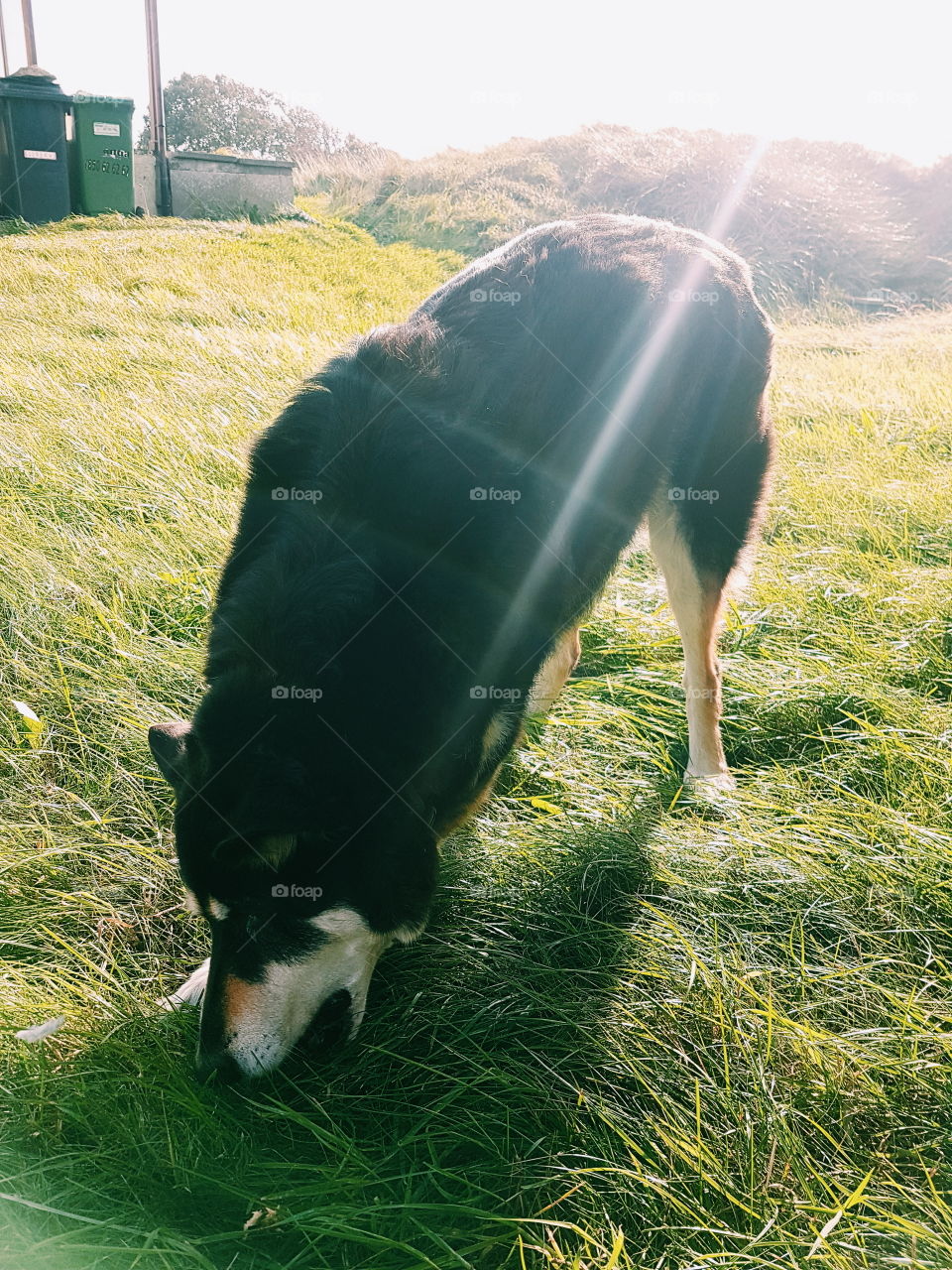 dog playing in field