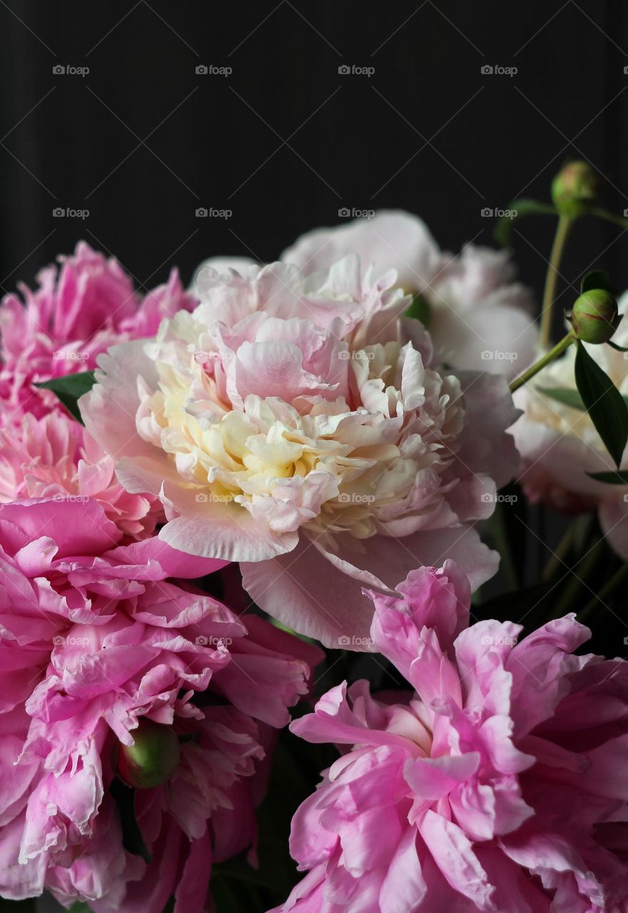 Bouquet of white and pink peonies