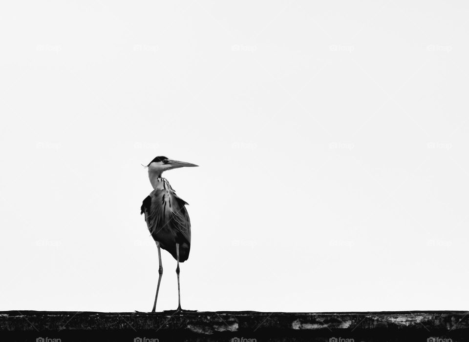 bird in black and white