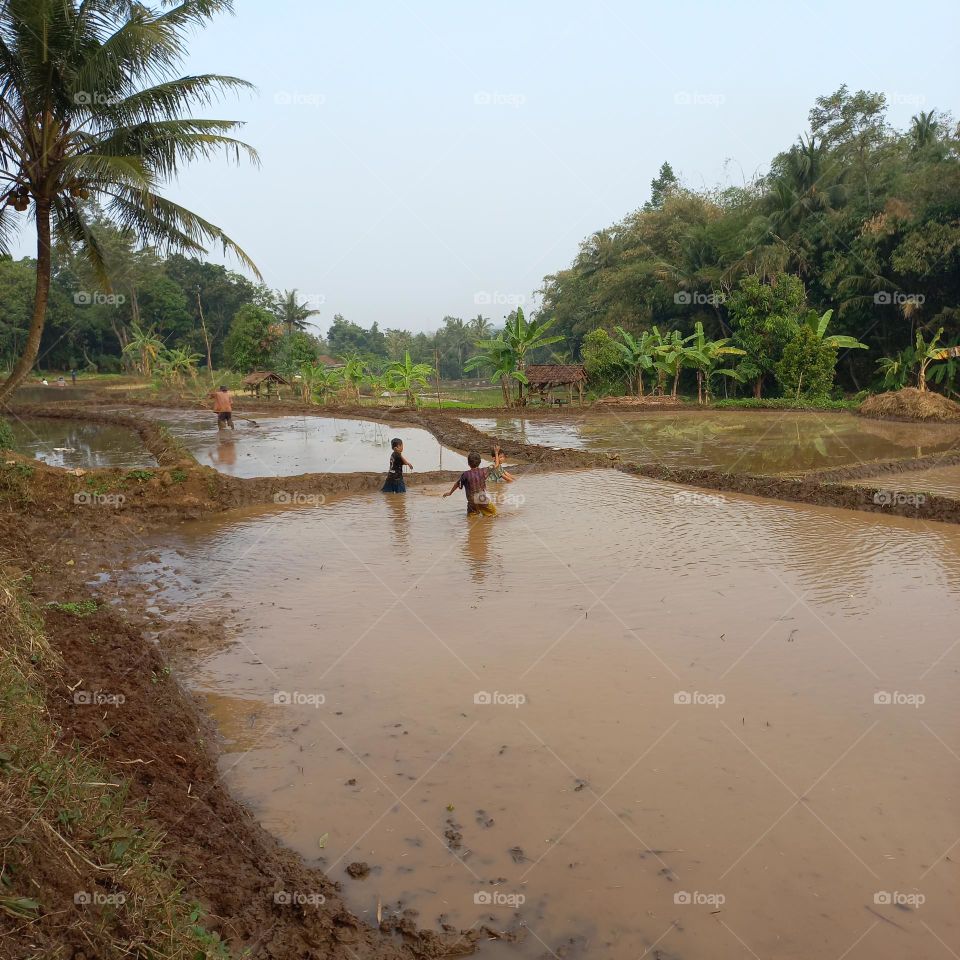 The excitement of small children playing in the rice fields