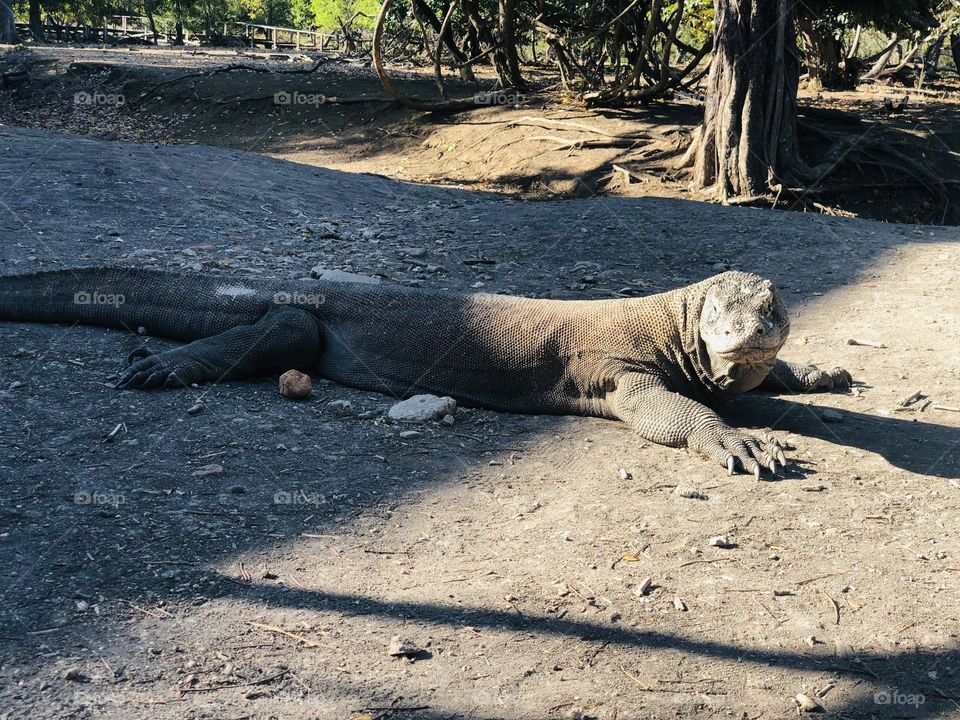 komodo island at Labuan bajo