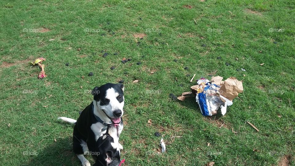 Dog made a mess of the charcoal