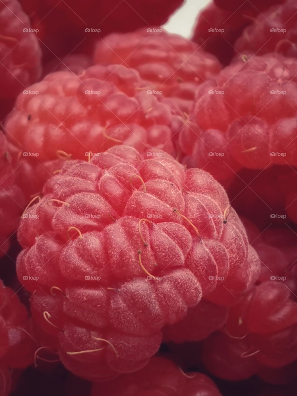 Fromboise berry hand happy view bio fresh yummy healthy Red raspberry nature eco vegan juicy fruits