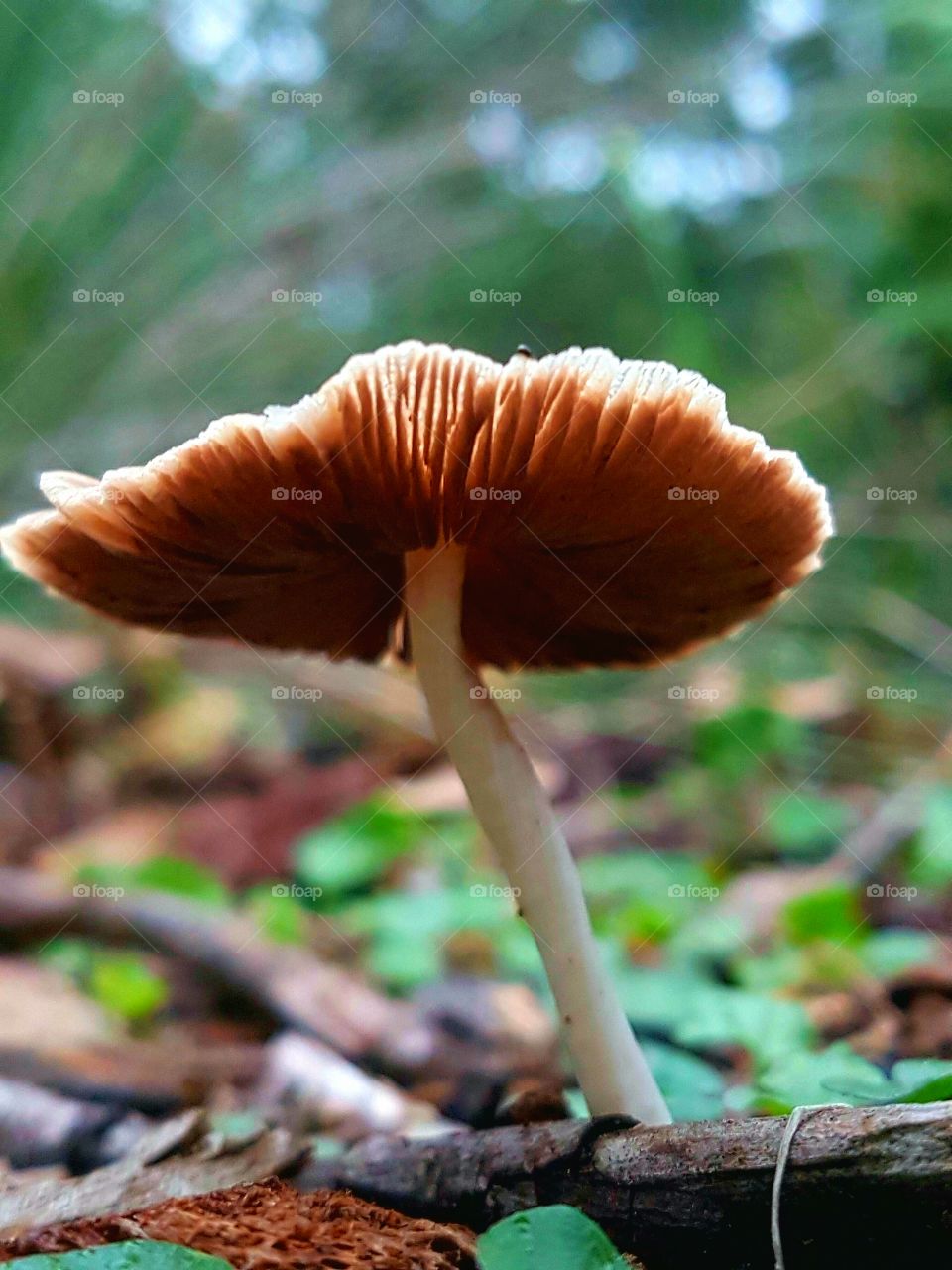 mushroom beauty