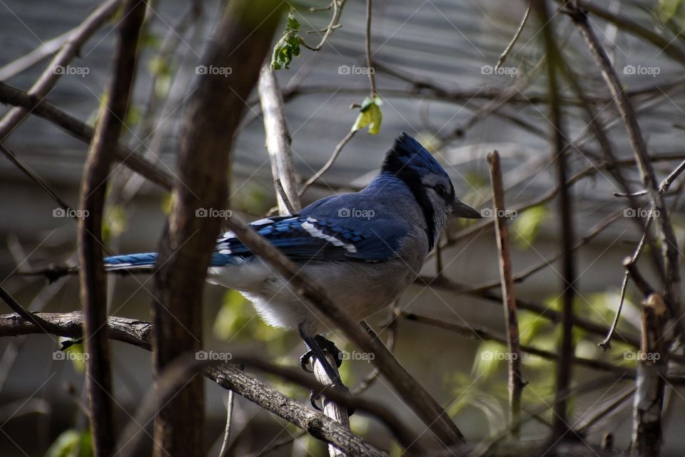 Blue bird - Blue Jay - perched on a branch in early spring in midwestern United States 