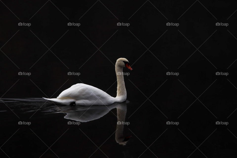 beautiful swan with reflection on a river
