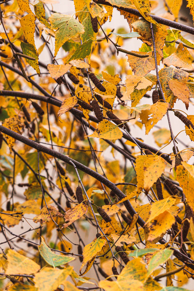 yellow leafs