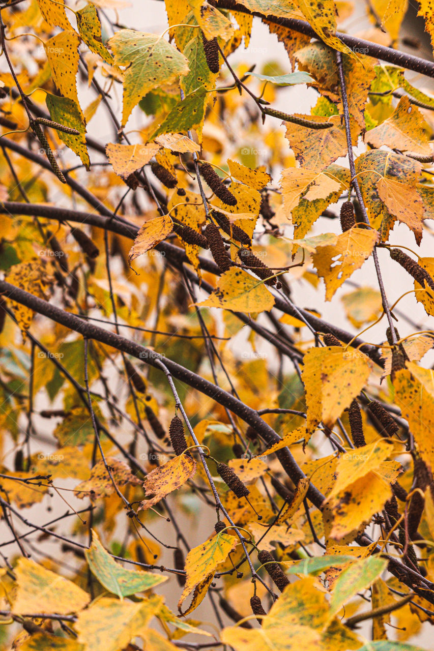 yellow leafs