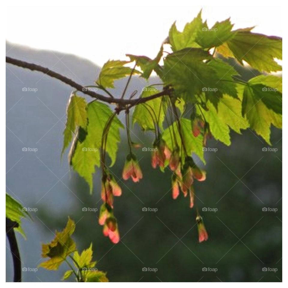 Red Maple Spring Foliage