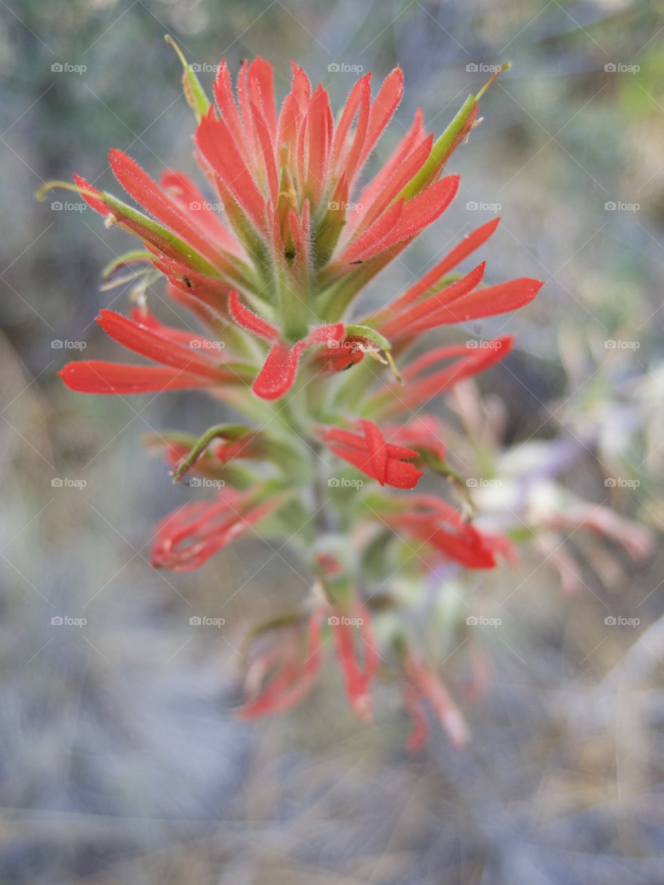 A detailed closeup of the bright red petals of wild Indian Paintbrush high in the mountains of Central Oregon on a sunny summer morning.