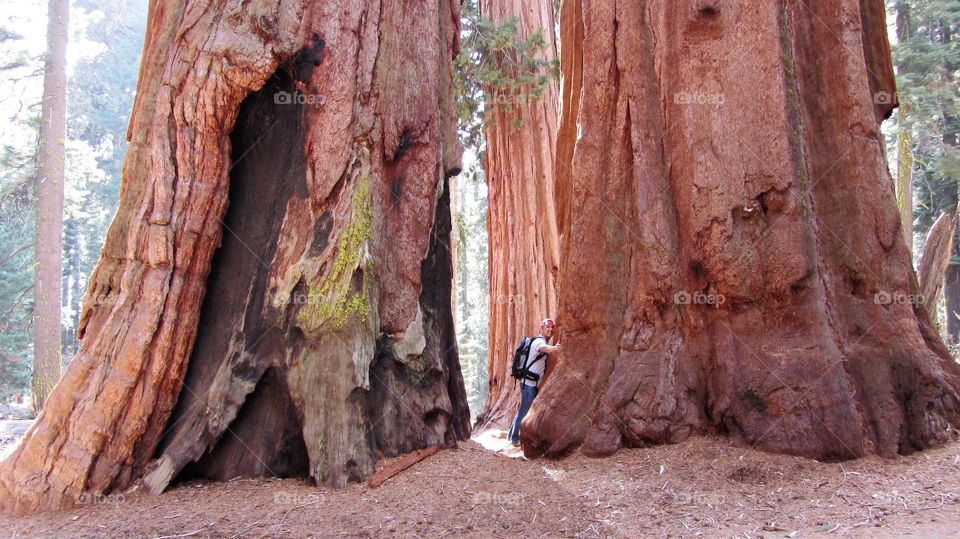 Giant sequoia trees, Sequoia Park