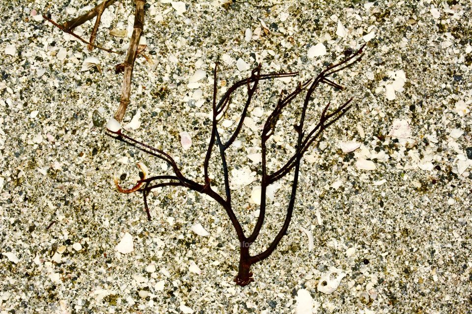 Sea weed
