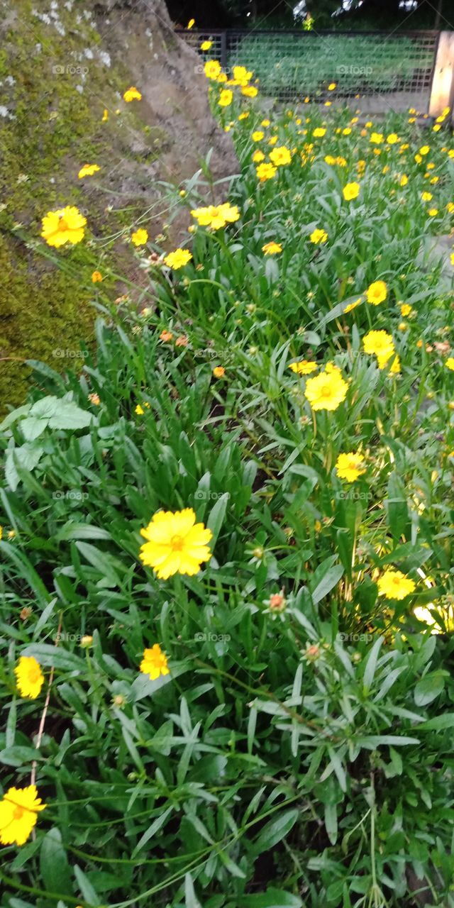 bunga kuning di taman