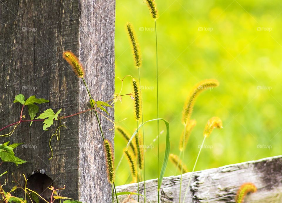 Wooden fence with green foliage 