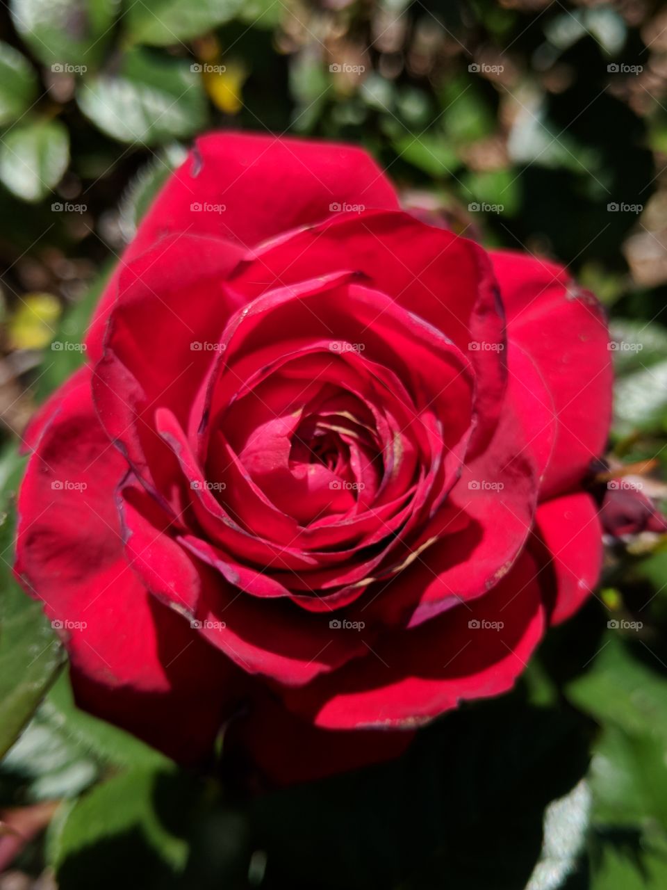 Roses are red violets are blue