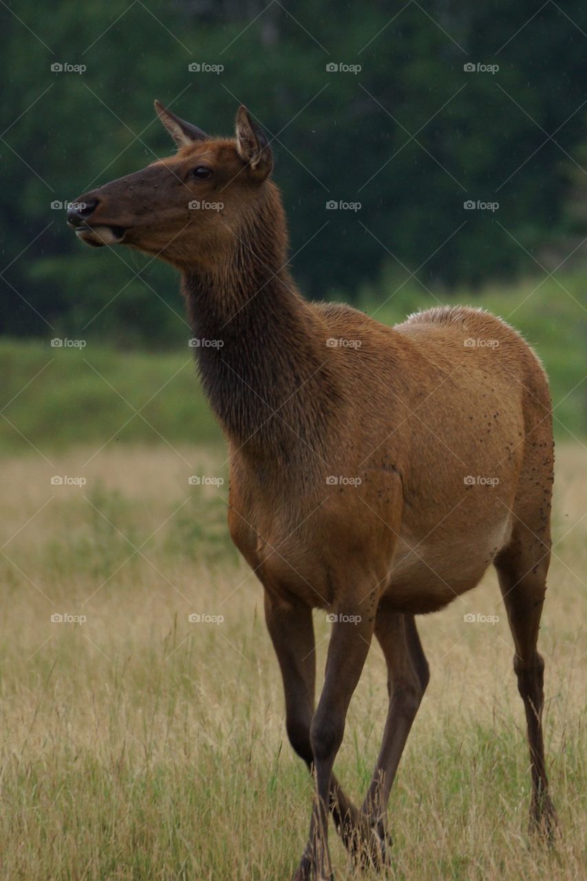 Wapiti femelle