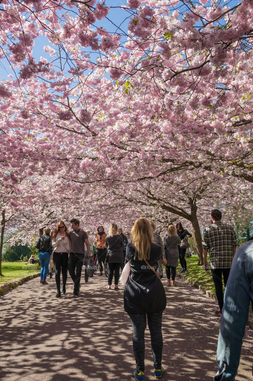 Pink park 