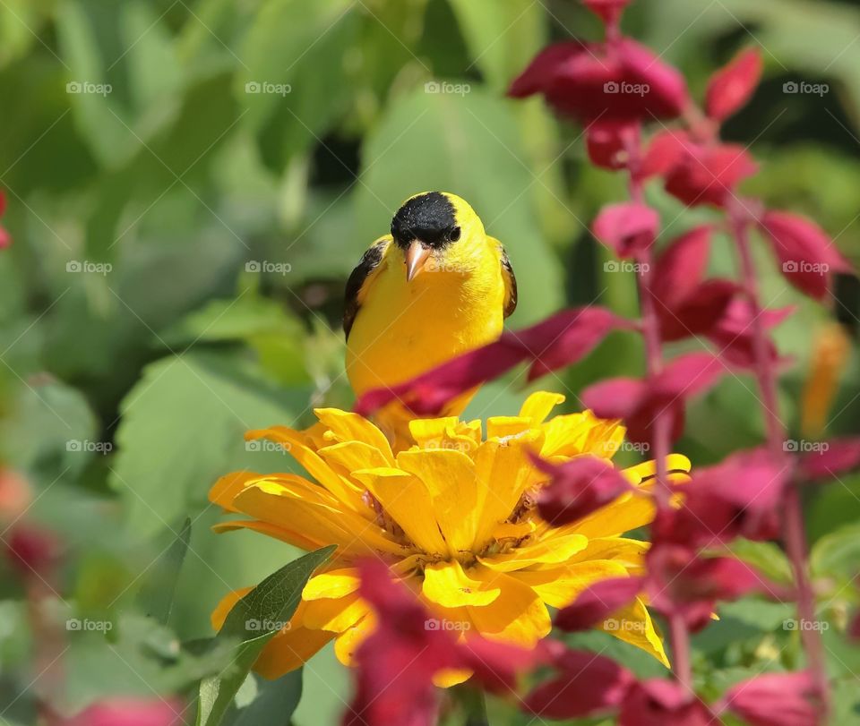 american goldfinch