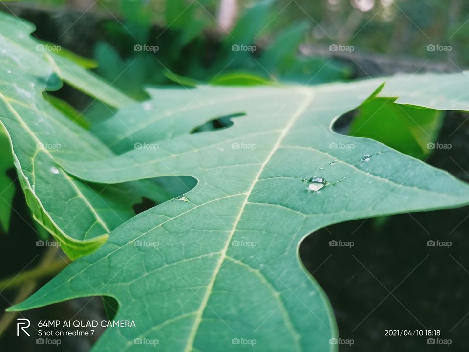 Water drop in leaf