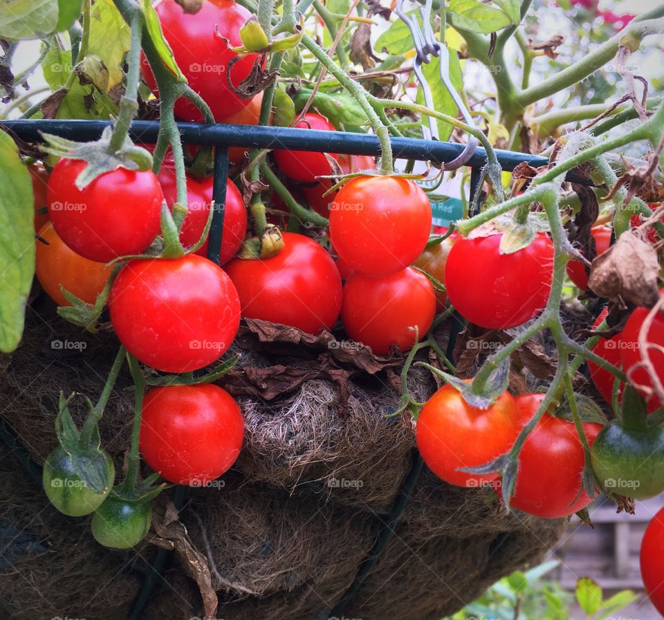 Fresh grown tomato 