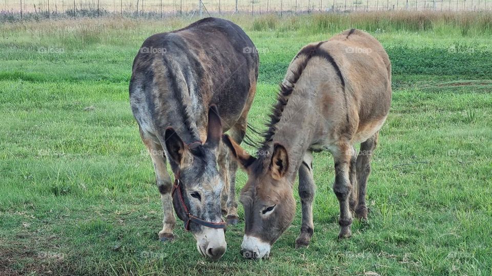 two donkeys grazing.