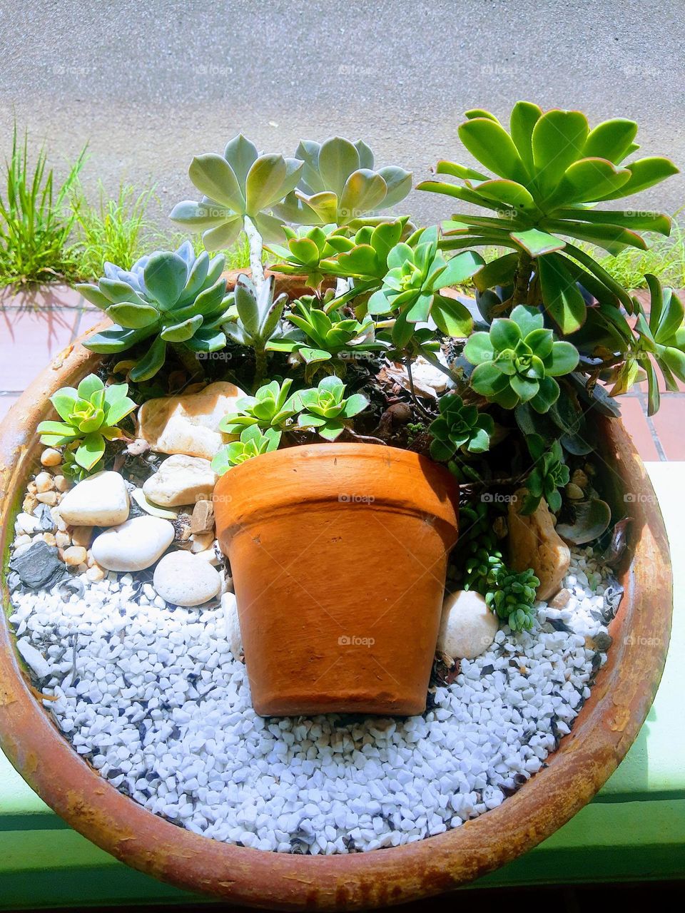 succulents arrangment