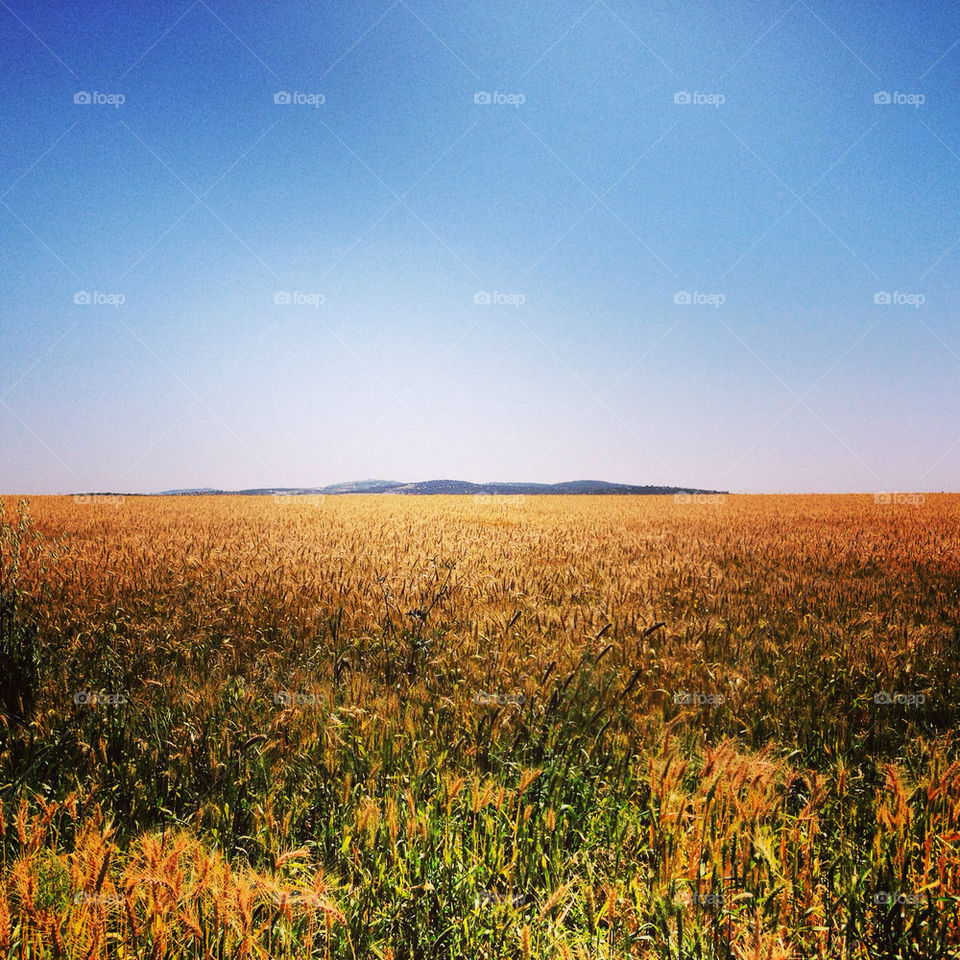 Grassy field against blue sky