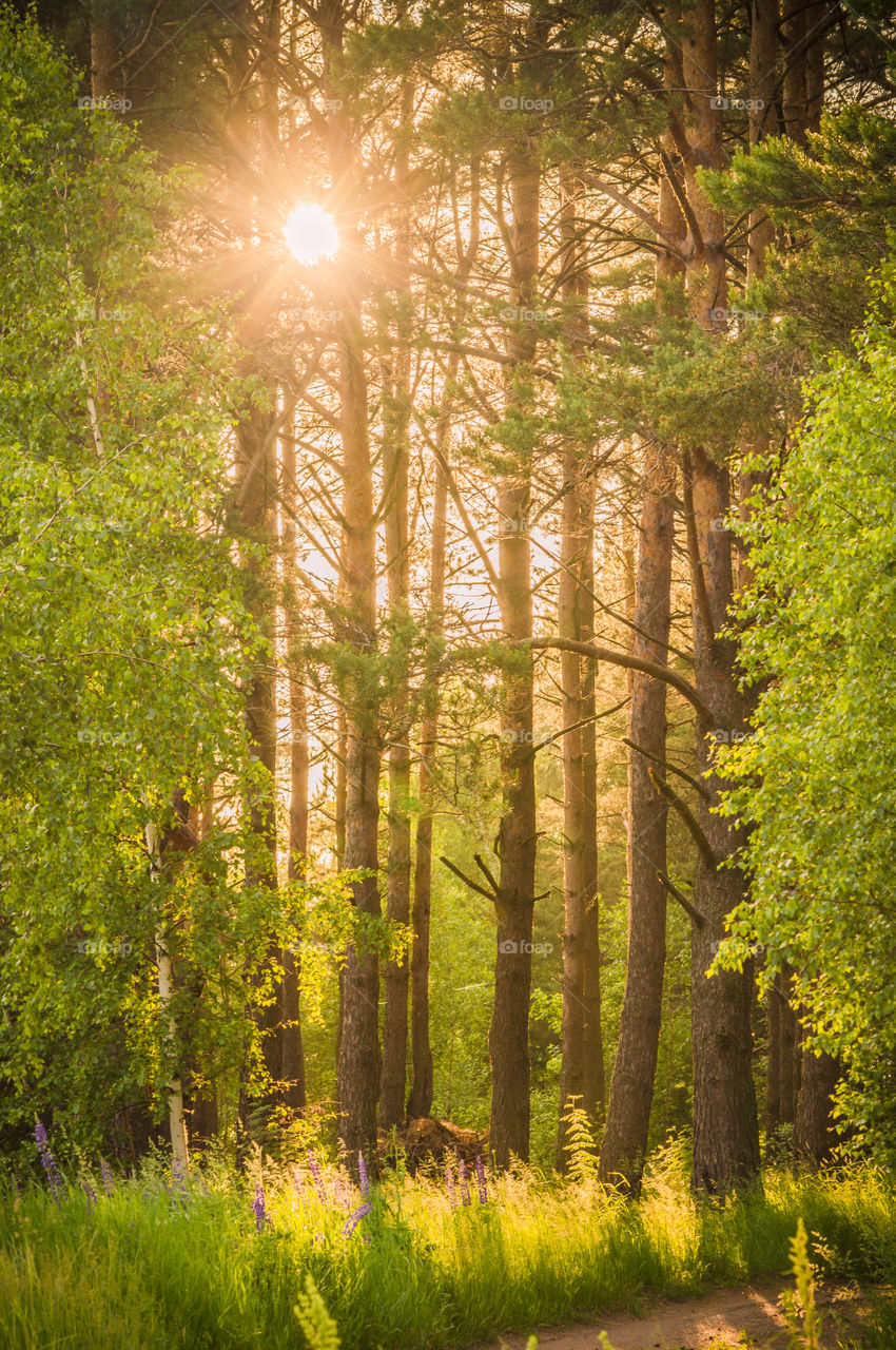 Sunset sun