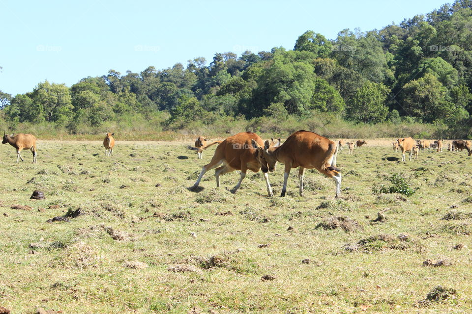 my cow. daun daun hill