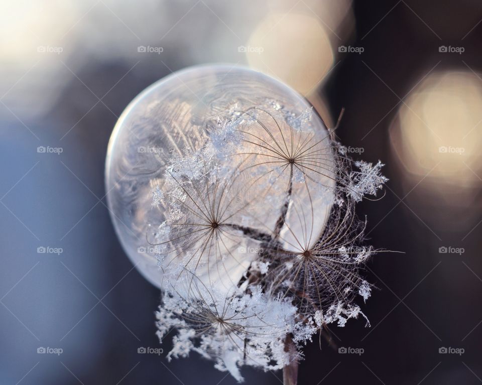 frozen soap bubble