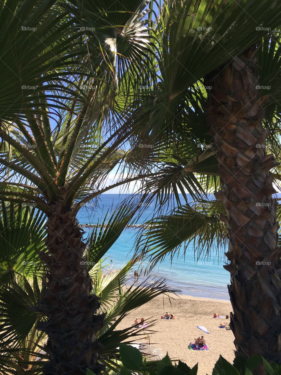 Peeking through palm trees at sparkling ocean water and a beautiful sandy beach.