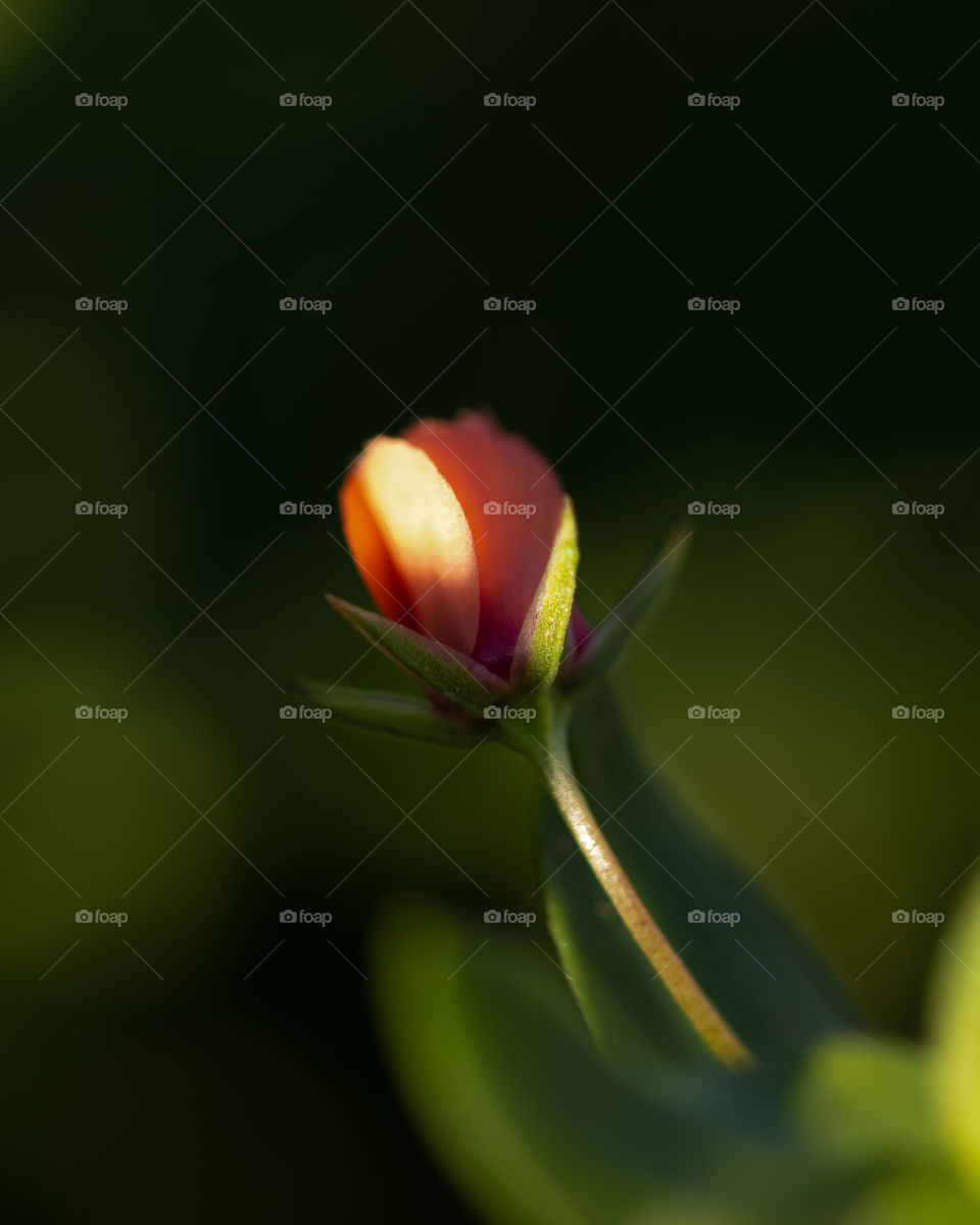 Beautiful macro “Mini Rose” 🌹