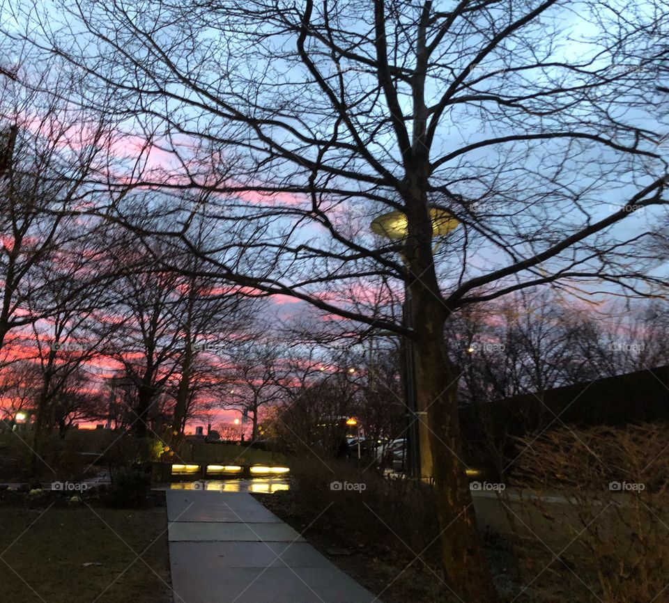 Beautiful, lively sunset peeking out through the tree branches. The image was taken after 5 PM during the winter season. Image was taken at the Albert Einstein College of Medicine in Bronx, New York.