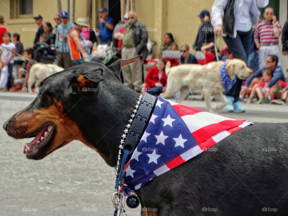 Patriotic American Dog
