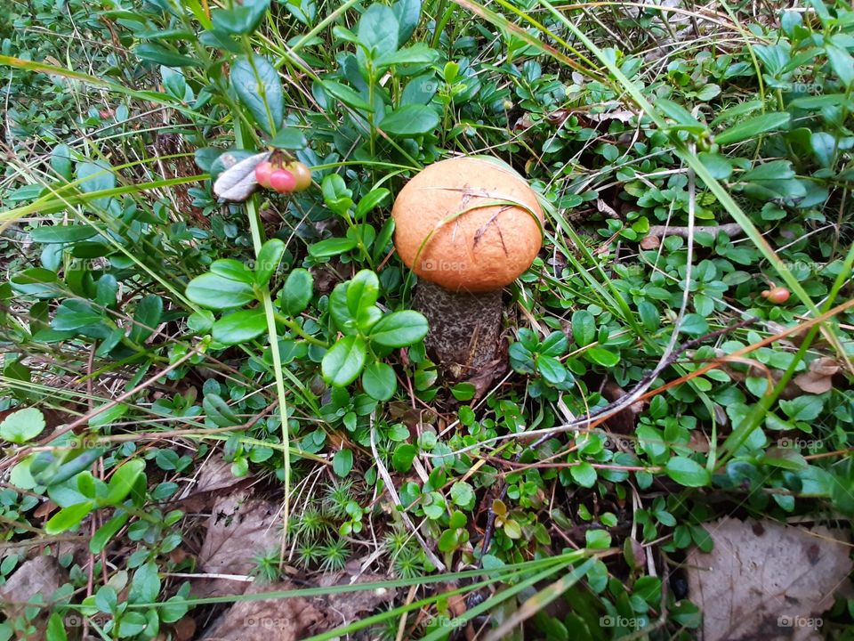 подосиновик. грибочки в лесу