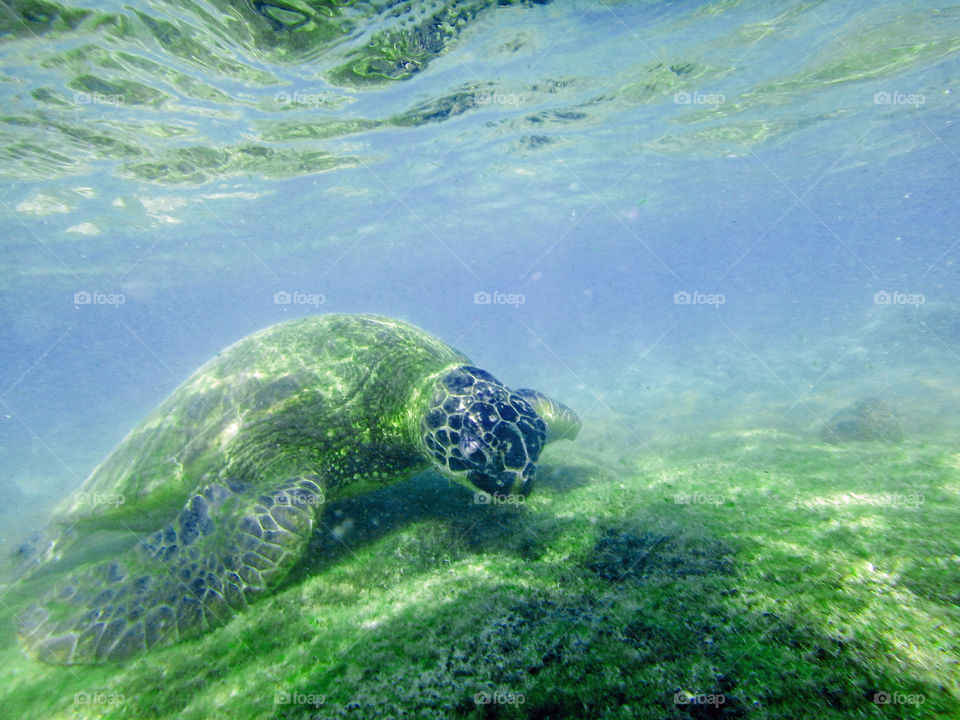 Juvenile turtles come to the shallows to snack on algae