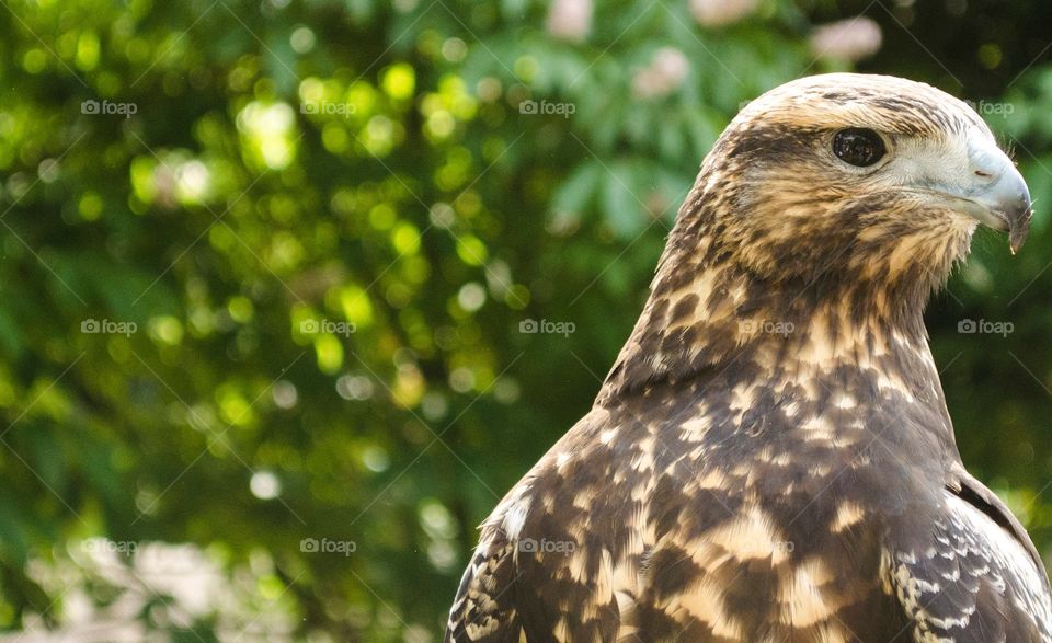 Young Buzzard 