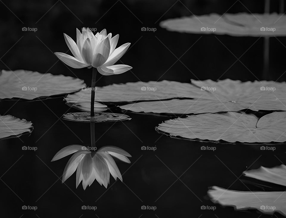 Flower photography - Lotus - Black and white 