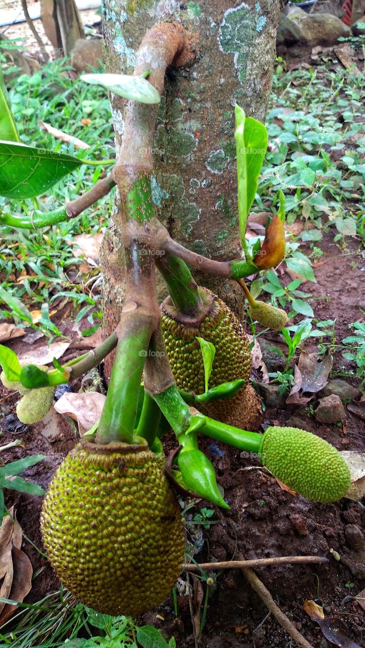 Jackfruit fruit bearing fruit close to the ground