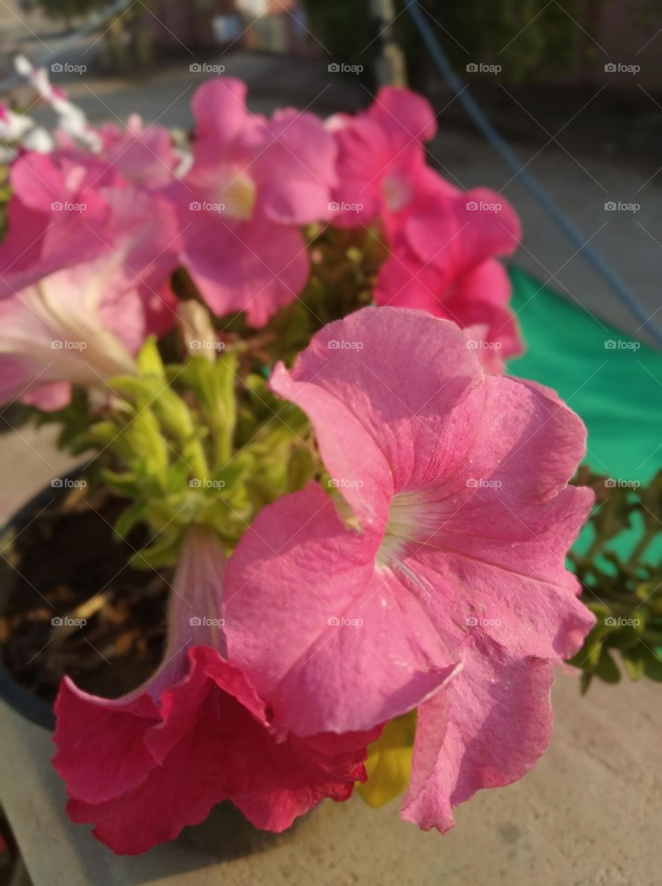 pitunia pinkish flower fresh seasonal looking very beautiful generally found everywhere