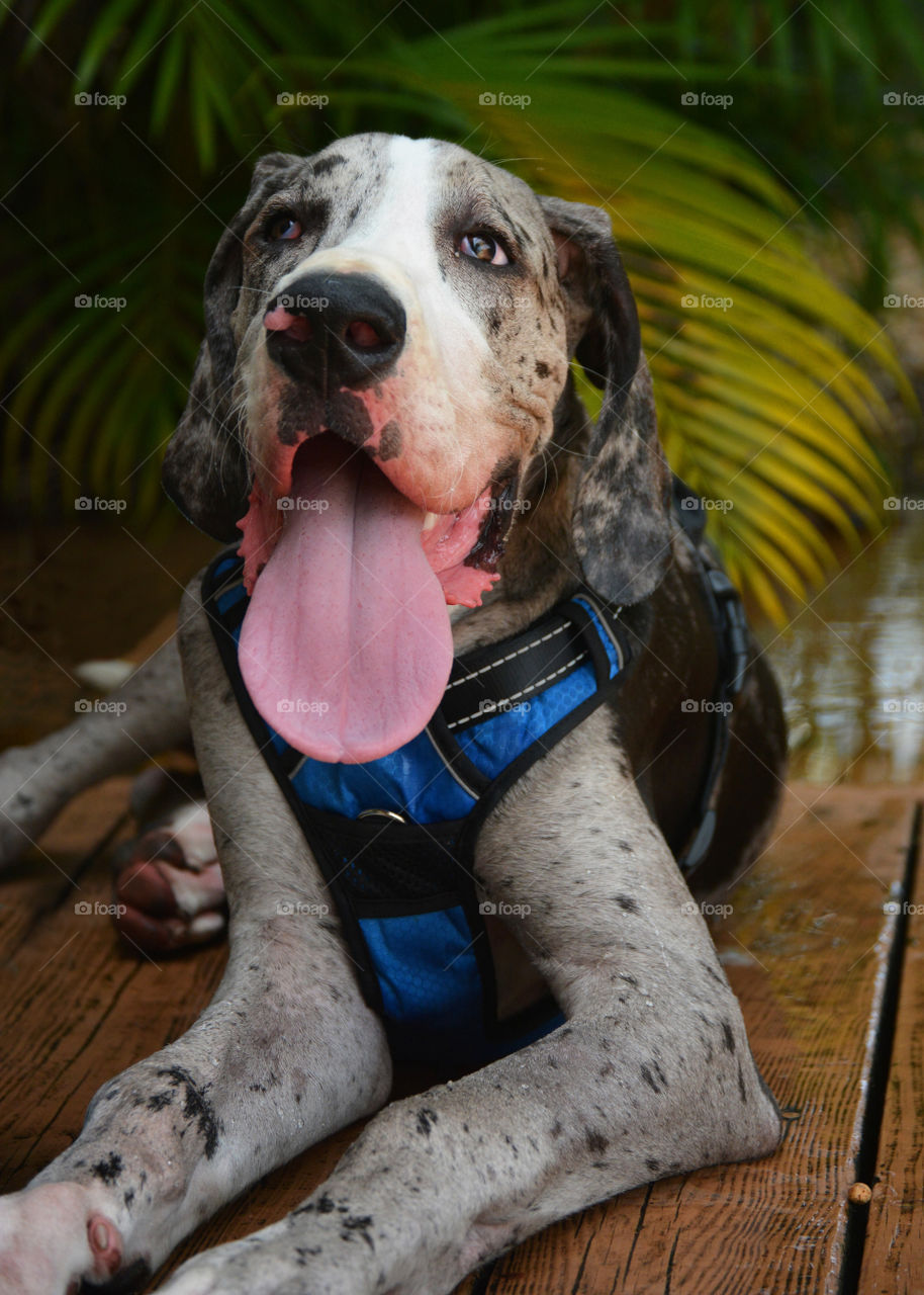 Smiling Great Dane Puppy with tongue out 