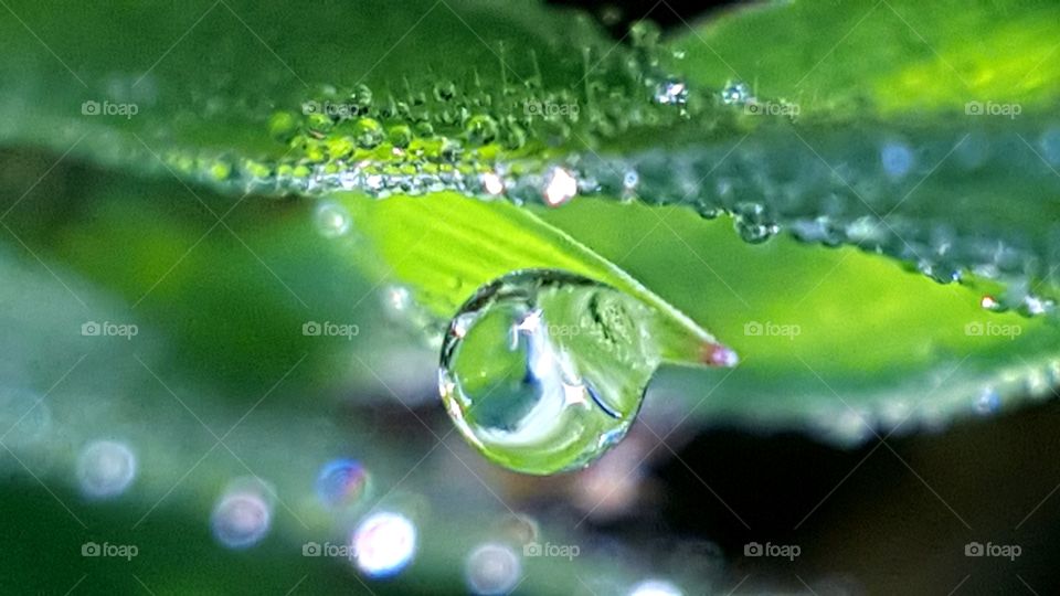 Rainbow droplets of dew in the grass.