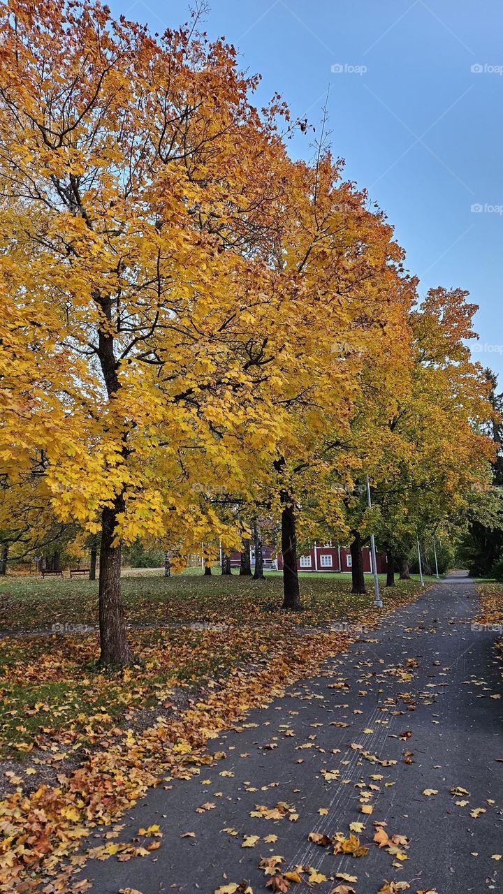 The big maples glow in wonderful autumn colors in the yard of the old farmhouse