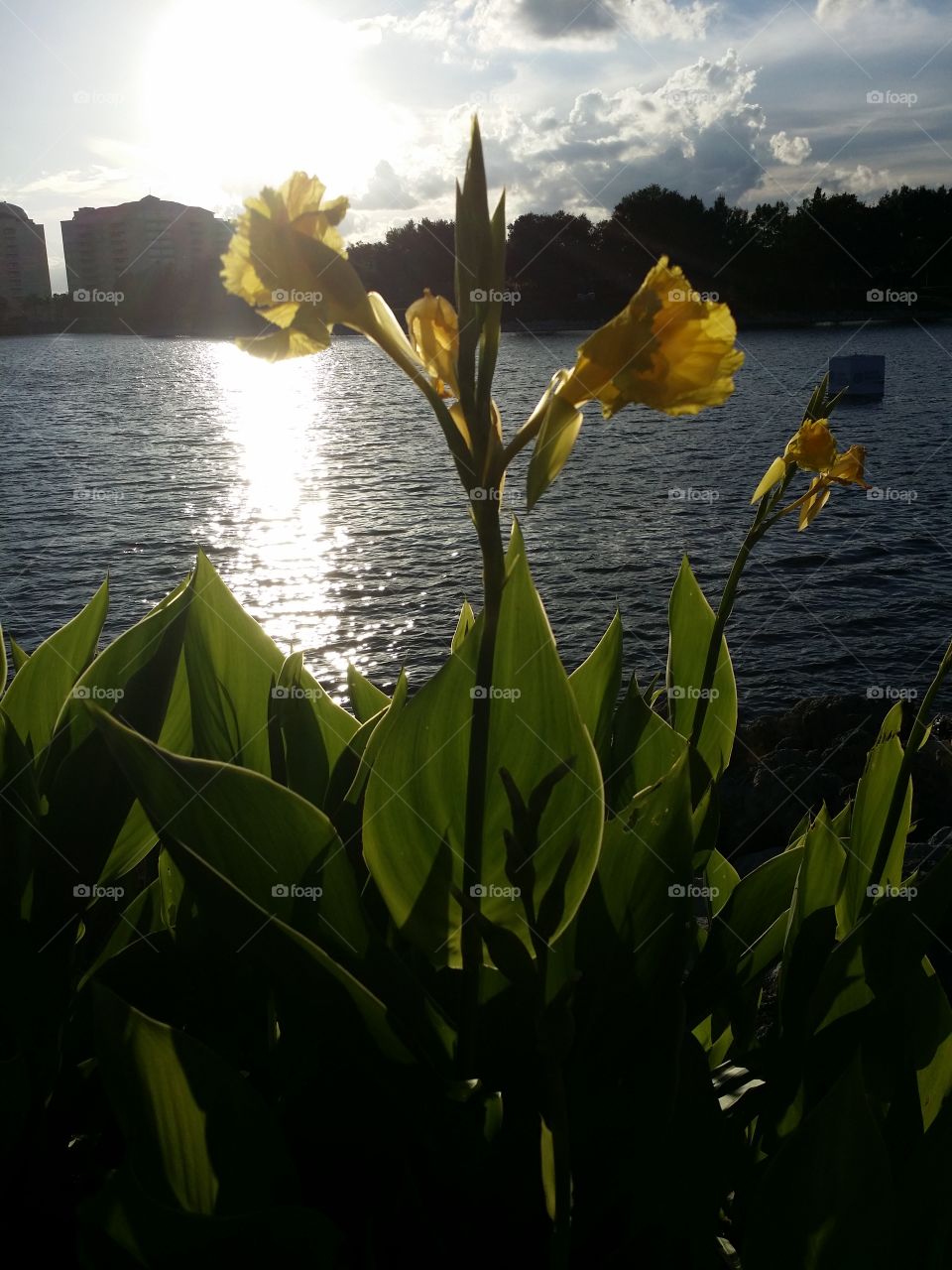Flower By The Lake. Took this at Cranes Roost in Altamonte Springs Florida