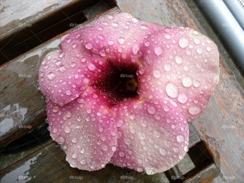 Rain drenched bloom