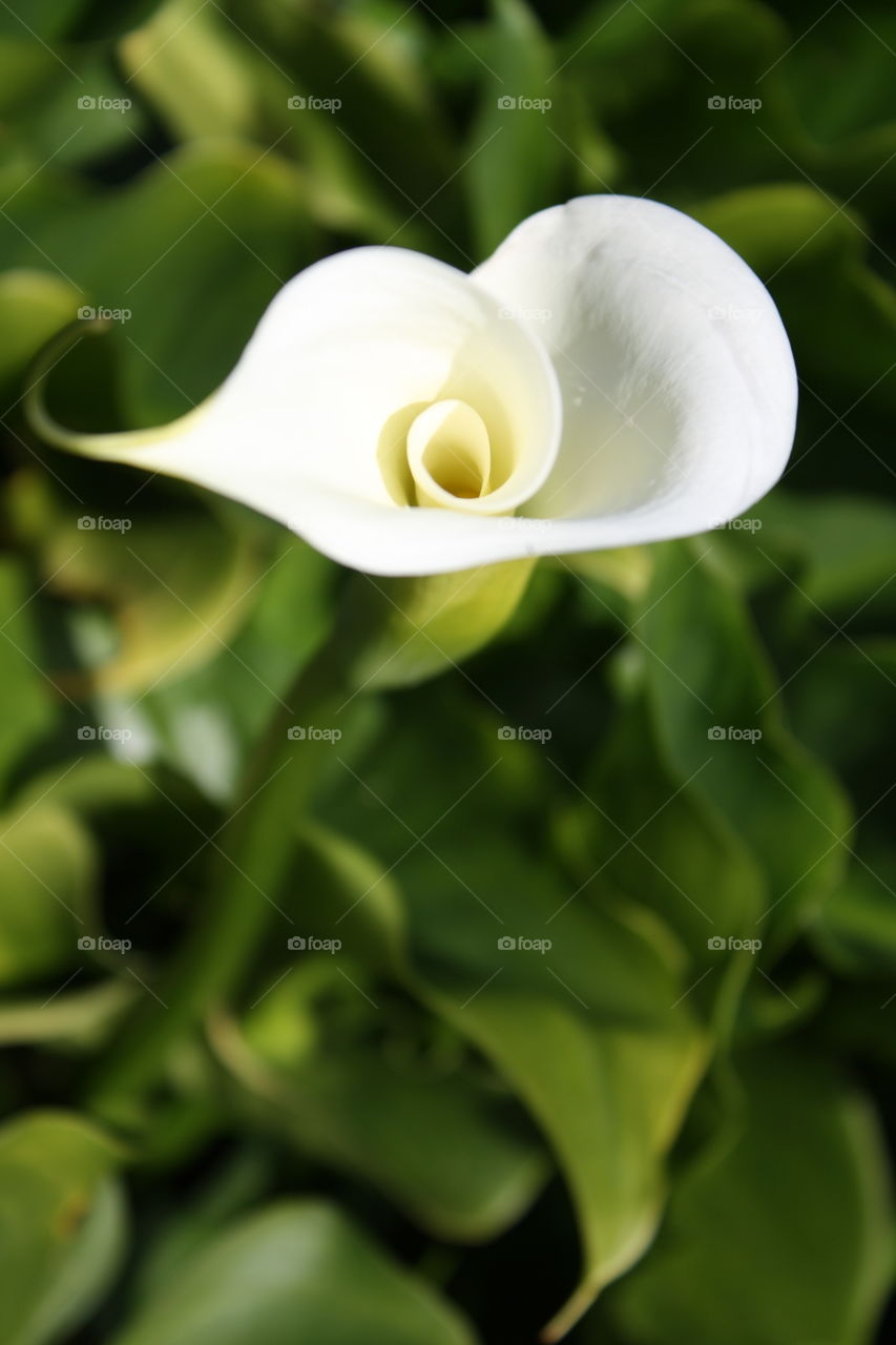 White Calla Lily