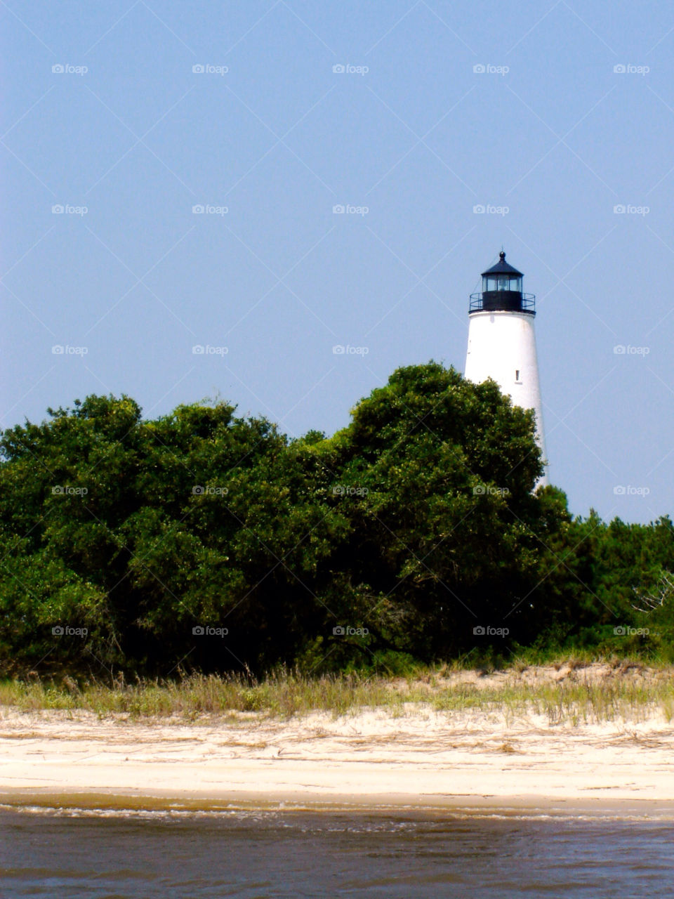 georgetown south carolina beach tree trees by refocusphoto