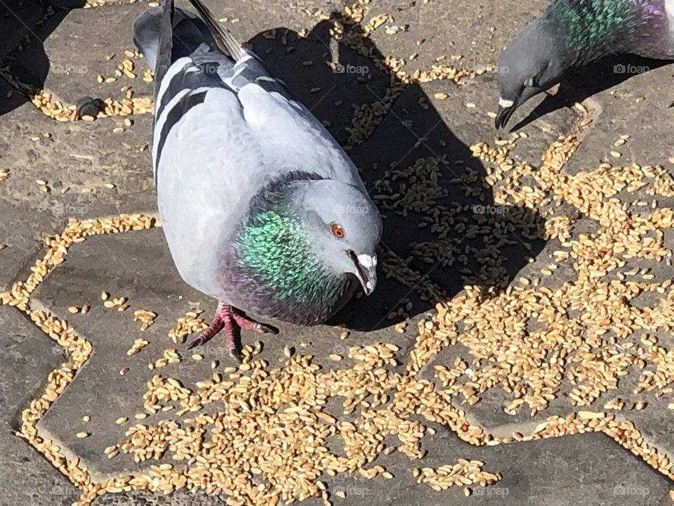 Beautiful pigeons 